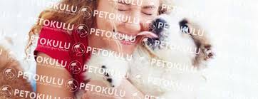 Kopekler Neden Yuzumuzu Yalar Pet Okulu