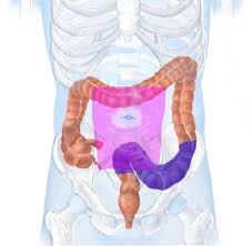The walls of the sigmoid colon are muscular and contract to increase the pressure inside the colon, causing the stool to move into the rectum. Topographische Anatomie