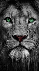Download The King Wallpaper By Georgekev A0 Free On Zedge Now Browse Millions Of Popular Animal Wallpapers And R Lion Images Lion Wallpaper Lion Pictures