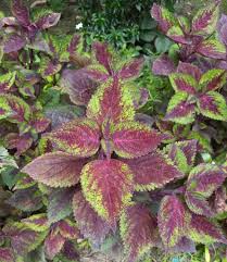 Image result for Coleus maculosus
