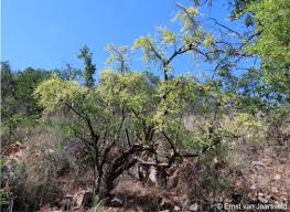 Image result for Commiphora angolensis