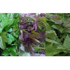 Gambar daun ubi jalar ungu. Jual Daun Umbi Jalar Ubi Jalar Ubi Ungu Segar 200 Gram Ready Shopee Indonesia
