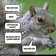 Even Squirrels Quote Eddie Izzard | Quotes, Sayings and Cliches ... via Relatably.com