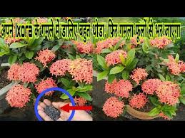 Pin On Flowers