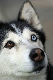 Saking terkenalnya, jenis anjing yang satu ini juga sudah banyak digunakan sebagai salah satu jenis binatang yang sudah banyak dihadirkan di berbagai film. Complete Heterochromia Iridum In Dogs Husky Eyes Husky Dogs Beautiful Dogs