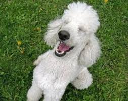 What is about parti poodles? Poodle Behavior Poodle Information Center