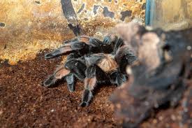 Image result for Emilia brachycephala