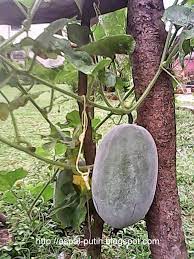 Mengenal Dan Manfaat Buah Beligo Atau Buah Kundur Aspal Putih