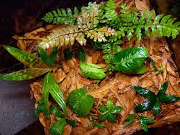 37g Forest Floor Page 9 Dendroboard Dish Garden Forest Floor Forest