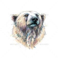 Portrait Of A Polar Bear Head Polar Bear Art Bear Sketch Polar Bear Drawing
