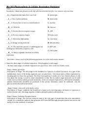 Types of chemical bonds worksheets answer key. Photosynthesis Cellular Respiration Worksheet Docx Bio 300 Photosynthesis Cellular Respiration Worksheet Name Vocabulary Match The Phrases On Course Hero