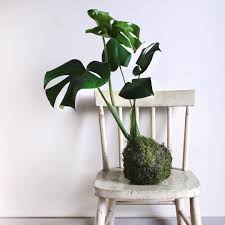 Pistils Nursery On Instagram We Re Giving Away This Giant Monstera Kokedama For The Mississippi Street Fair Not Local Just Follow Pistils Giardinaggio Orto