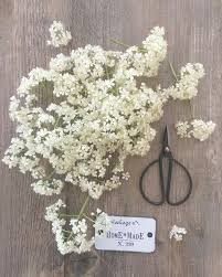 Etites Fleurs De Photinia Maintenant Mises Sous Presse A Retrouver D Ici 3 Semaines Pour De Nouveaux Herbiers Bon Dimanche A Vous Homemade