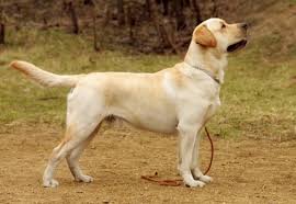 How much to feed a lab puppy? Original Breed Labrador Puppy Price In Nagpur