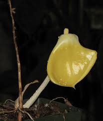 Image result for Remusatia