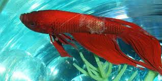 Betta Fish Diseases How To Treat A Sick Betta Fish Bettafish Org In 2020 Betta Fish Betta Fish