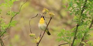 Naturalist’s Bumble
