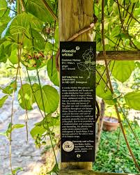 Image result for Mondia ecornuta