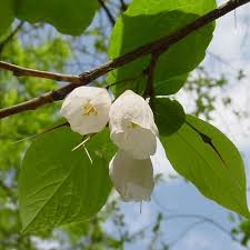 Bare Root Carolina Silverbell Halesia Tetraptera Plants Deciduous Trees Flowering Trees