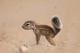 My name is round tailed ground squirrel. Baby Cape Ground Squirrel Xerus Inauris Kgalagadi Transfrontier Park South Africa Africa Stock Photo Offset