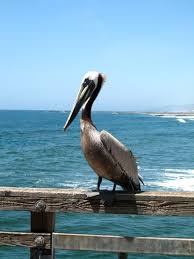 Pin On Birds Pelicans