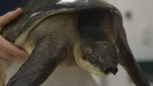 Chicago's lake shore drive renamed to honor black settler. Yc2wwz Xgrty6m