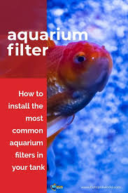 Do fish tanks need a filter? Aquarium Filter Setup Guide To Proper Installation Fish Tank World