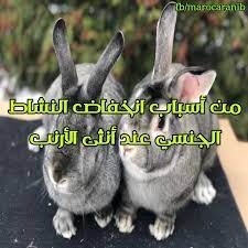 من أسباب انخفاض النشاط الجنسي عند أنثى الأرنب – رؤية مستقبلية لتطوير قطاع  الأرانب في المغرب
