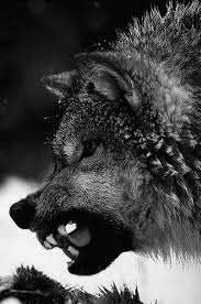 Sozumun Ustune Soz Yok Herkes Bilsin Wolf Wolf Spirit Wolf Quotes