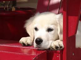 We found golden retrievers have a sweet disposition, are soft spoken and are incredible family dogs. English Cream Golden Retriever White Golden Retriever Puppy Puppies California Orange County Los Angeles Golden Retriever Retriever White Golden Retriever Puppy