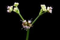 Image result for Sanicula elata