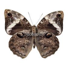 Image result for Disperis sp. nov. aff. macowanii