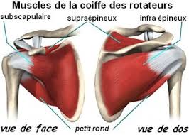 Peroneal tendonitis affects these tendons, and can make movement difficult and painful. Docteur Bruno Levy Rupture De La Coiffe Des Rotateurs