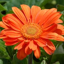 Daisies are beautiful flowers known to evoke the deepest emotions. Gerbera Daisy Plant Care Growing Guide