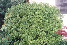 Image result for Pittosporum tenuifolium