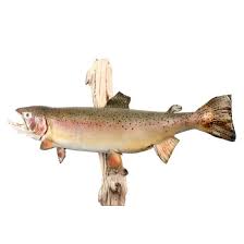 From march to june, it can be found between 4am to 9am and 4pm to 9pm, but can be found again from september to november, from 4am to 9pm. Lot Art Rainbow Trout Full Body Taxidermy Mount