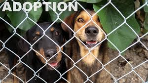 The sponsor a pet program is handled by the petfinder foundation, a 501(c)3 nonprofit organization, to ensure that shelters and rescue groups receive donations in the easiest way possible. Abaco Shelter A Volunteer Run Dog Rescue On Abaco Bahamas