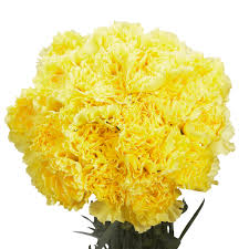 Buy products such as rainbow tulips, rainbow roses with premium greens at walmart and save. 200 Stems Of Yellow Carnations Beautiful Fresh Cut Flowers Express Delivery Walmart Com Walmart Com