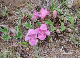 Image result for Dicerocaryum senecioides