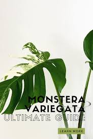 Monstera Variegata How To Care For Variegated Monstera Monstera Plants House Plants Indoor