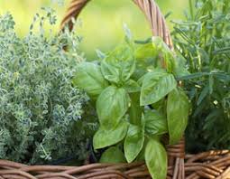 How To Grow Herbs