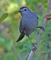 Gray Catbird Glen Chilton
