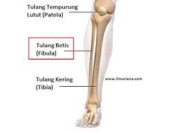 Maybe you would like to learn more about one of these? Struktur Rangka Manusia Beserta Nama Latinnya