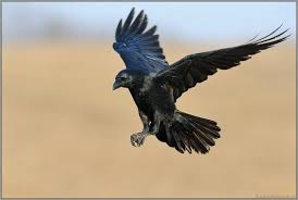 Im Anflug Kolkrabe Corvus Corax Raben Fliegen Vogel Im Flug Krahe