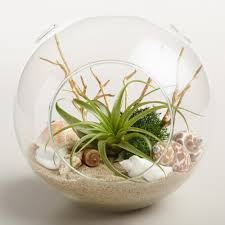 Beach Garden Live Plant Glass Terrarium Succulent Terrarium Glass Terrarium Plants