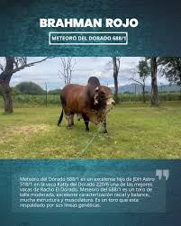 Conoce a Meteoro del Dorado 688/1 Un toro Brahman de gran ...