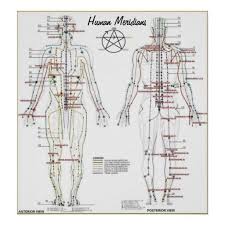 Human Meridians Pressure Point Chart Poster Zazzle Com