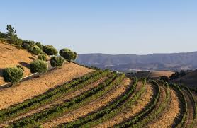 America S Tuscany 9 Amazing Olive Oil Orchards To Visit In The U S Wine Country Travel Most Haunted Places Visiting