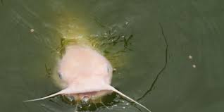 Channel Catfish Smithsonian S National Zoo