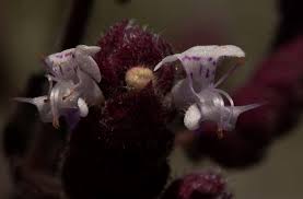 Image result for Aeollanthus buchnerianus